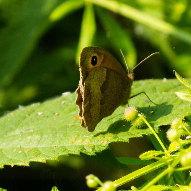 Meadow brown butterfly resting on nettle leaf
