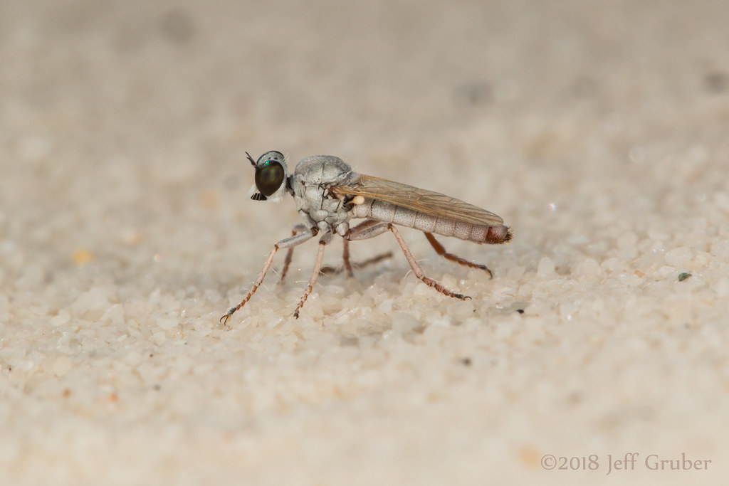 Robber Fly (Stichopogon fragilis)