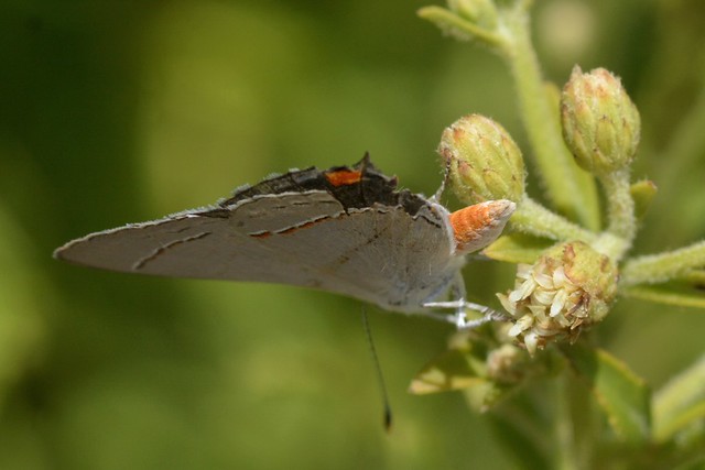 Gray Hairstreak (Strymon melinus) butterfly showing its rear end