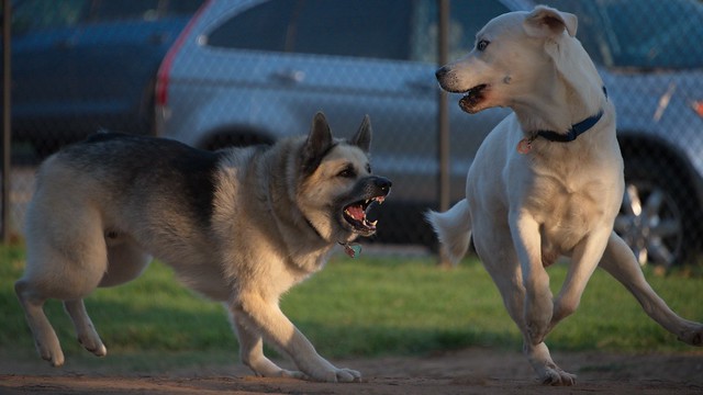 Shepsky and Goberian Playing - Nikon D750 - AFS Nikkor 28-300mm 1:3.5-5.6G VR