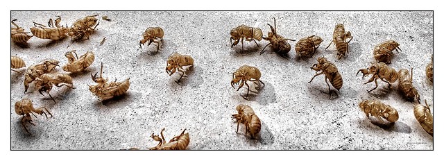 The last summer dance of the cicadas