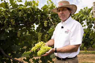 Arkansas Agricultural Experiment Station fruit breeder John Clark holds two large clusters of light green grapes in the vineyard at Clarksville.