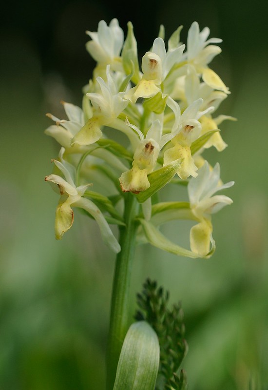 20180520-032F | Holunder-Fingerwurz (Dactylorhiza sambucina) im Naturreservat Öbacken-Bränninge, an der Schärenküste bei Södertälje. Södermanland / Schweden, 20.05.2018