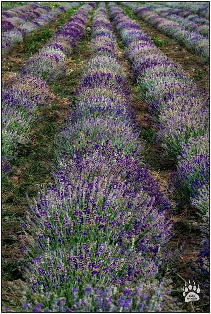 Utah Lavender Fields 071818-05213-W.jpg