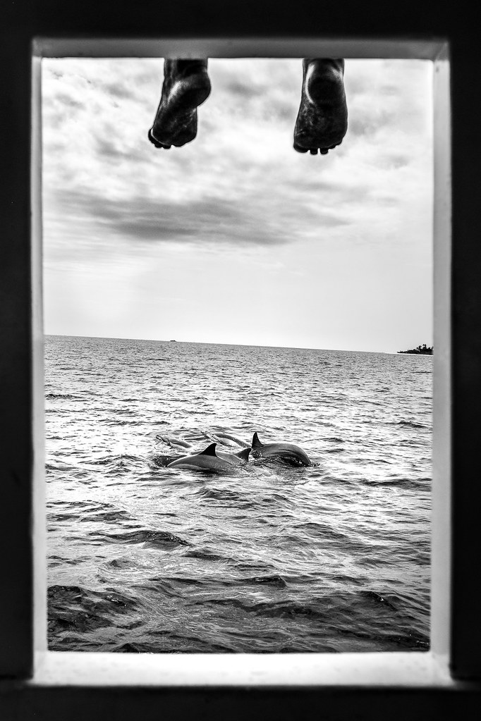 Dolphin watching - Maldives - Black and white photography