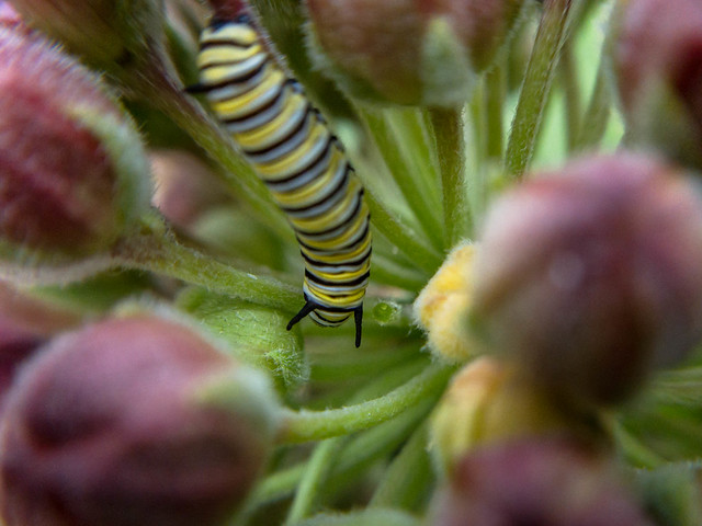Tiny Monarch Caterpillar