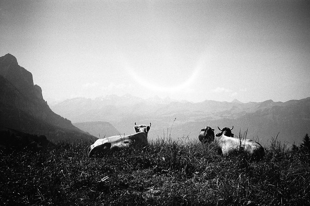 cows and alps