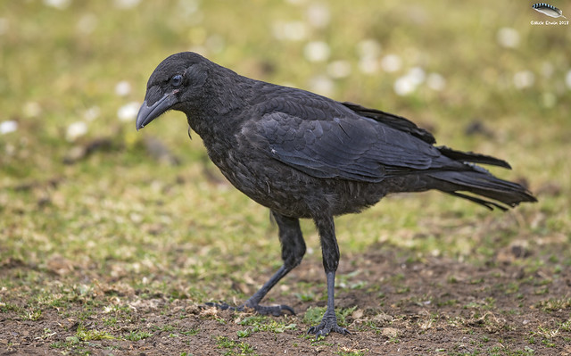 Juvenile Crow