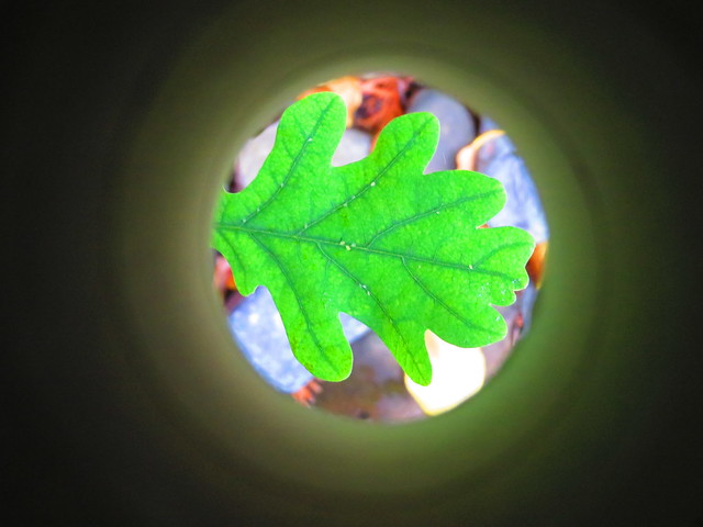 Tunnel Vision Oak Leaf 23-06-2018