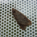 Frühlings-Kreuzflügel (March Moth, Alsophila aescularia), Männchen