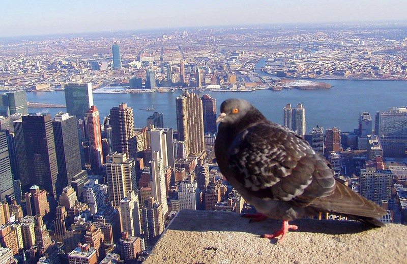 From The Empire State Building