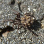 Gebänderte Wolfspinne (Spotted Wolf Spider, Pardosa amentata), Weibchen mit Jungtieren auf dem Rücken