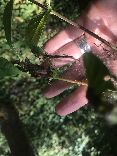 Ailanthus webworm damage