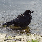 Badende Rabenkrähe (Carrion Crow, Corvus corone)
