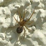 Ähnliche Finsterspinne (Lace-webbed Spider, Amaurobius similis)