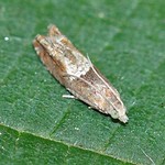 Haselnuss-Kätzchenwickler (Nut Bud Moth, Epinotia tenerana)