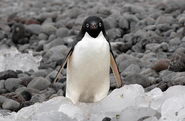 Paulet Island Antarctica: Please Protect my Home!