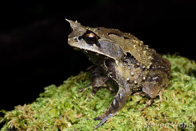 Kobayashi's Horned Frog (Megophrys kobayashii)