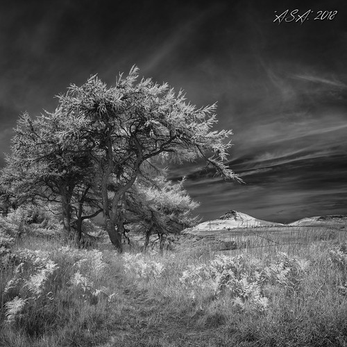 Cliff Rigg | by "A.S.A."