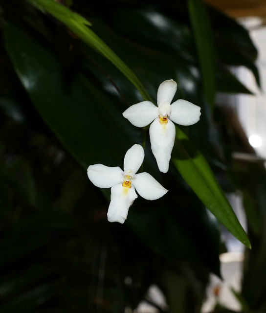 Palumbina candida species orchid, 1st bloom  6-18