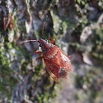 Birkenwanze (Birch Catkin Bug, Kleidocerys resedae resedae)