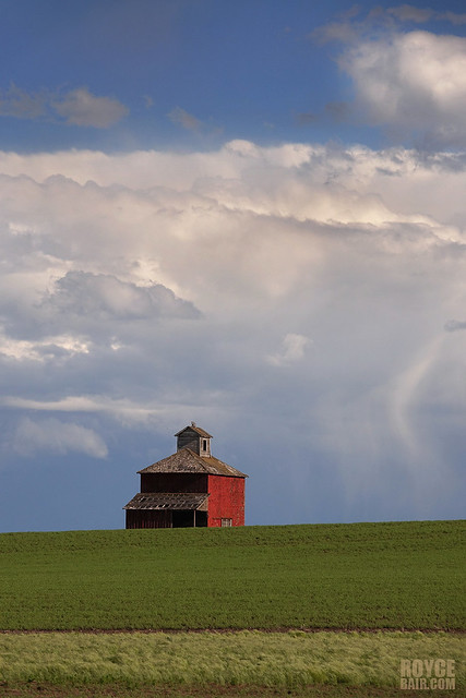 Old Red Barn in Wheat field