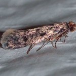 Nestermotte (Brown-dotted Clothes Moth, Niditinea fuscella)