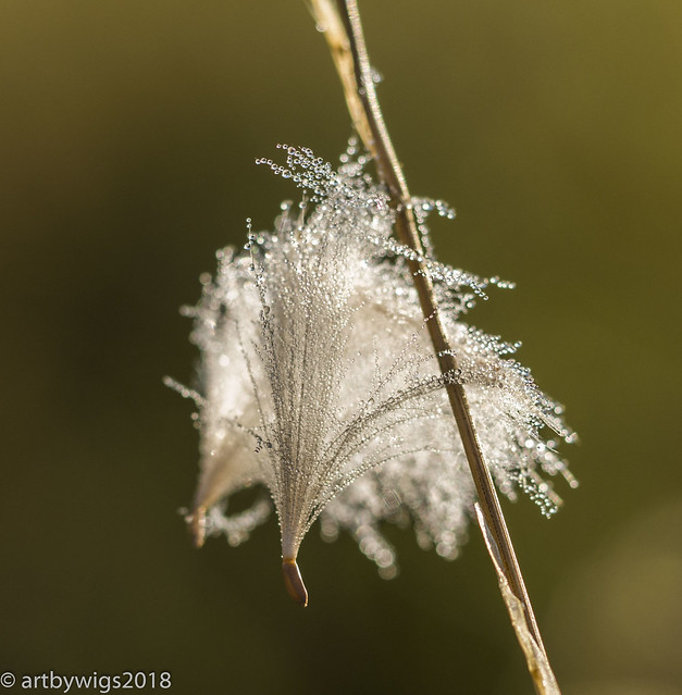 Feathered dew drops