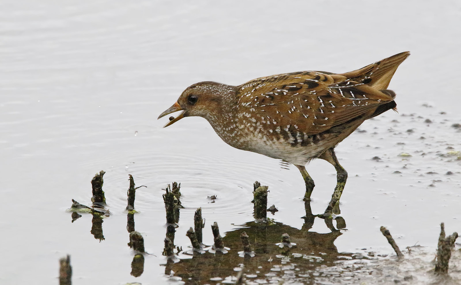 Spotted Crake -a difficult subject