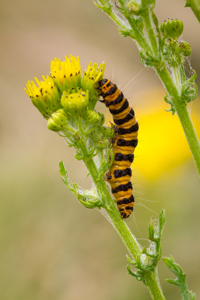 Cinnabar Moth Caterpillar A Cinnabar Moth Tyria Jacobaeae Flickr