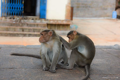 Monkeys in Azhgar temple