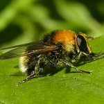 Gemeine Pelzschwebfliege (Bumble bee-like Hoverfly, Criorhina berberina)