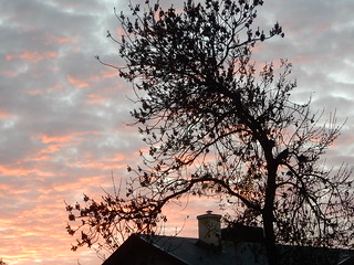 Tree Silhouette in Pastel Sky