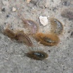 Bachflohkrebs (Freshwater Shrimp, Gammarus fossarum)