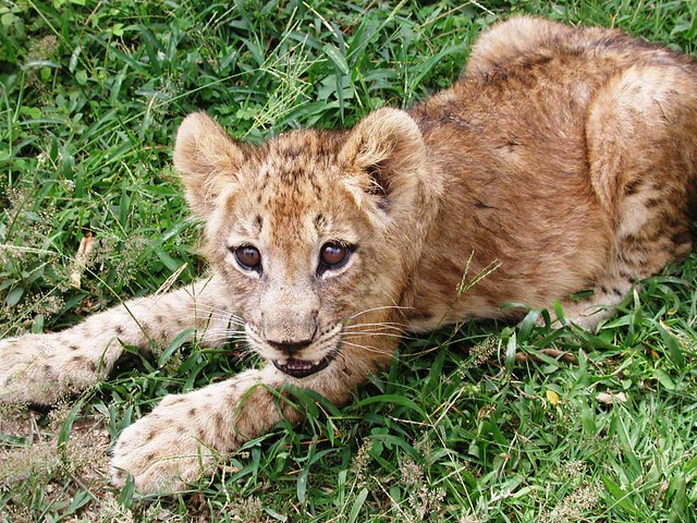 An orphan lion cub