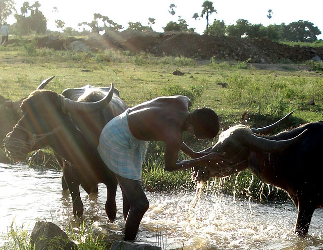 Washing Buffalo in the Stream