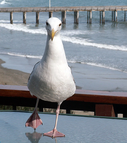 friendly-gull-3 | by arleneb