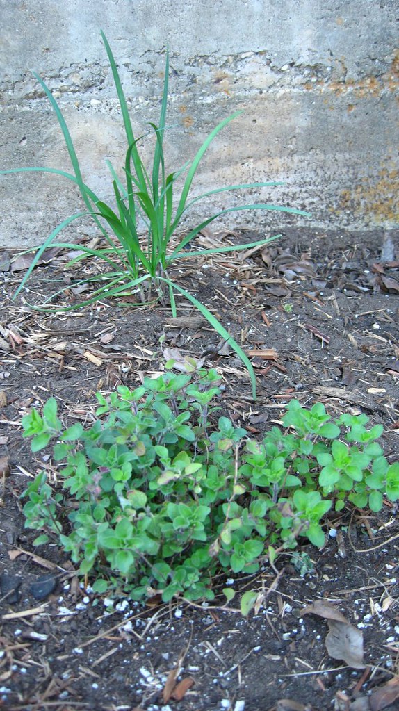 oregano and garlic chives Aka Hige Flickr