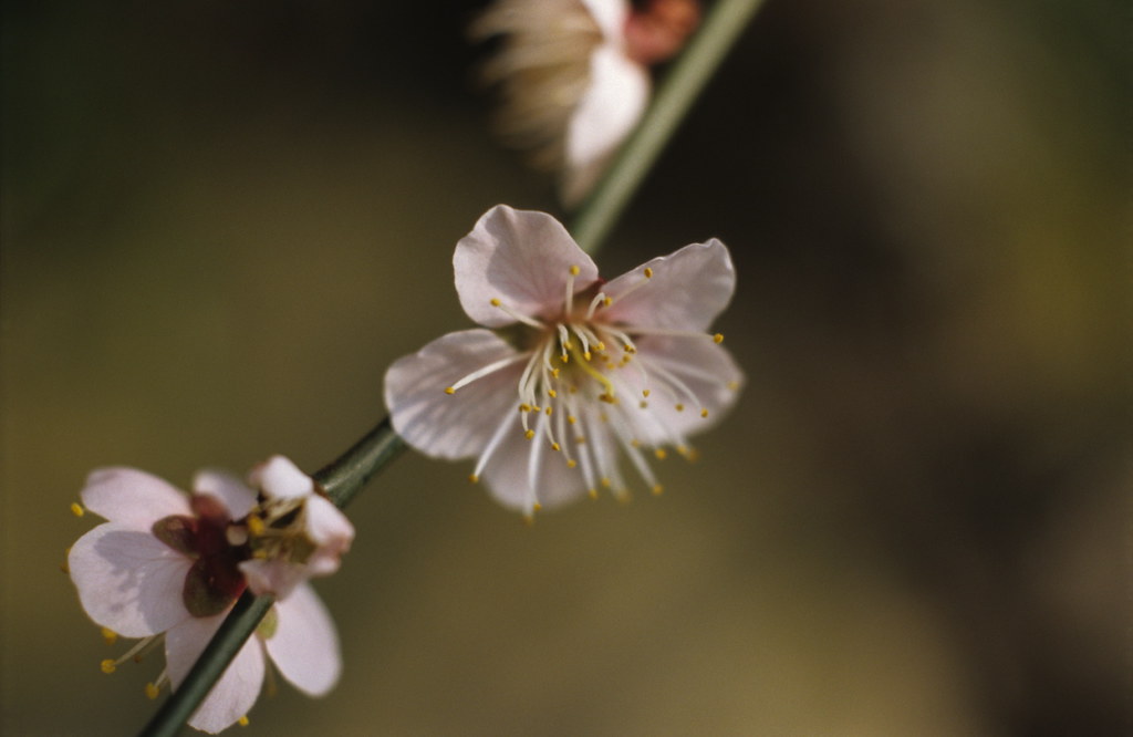 山桜 | usadokuro | Flickr