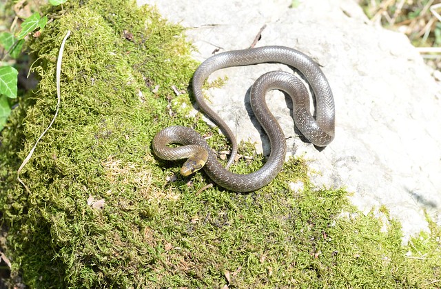 Aesculapian Snake (Zamenis longissimus) 1 of 3 images