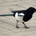 Elster (Eurasian Magpie, Pica pica)