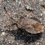 Dunkle Randwanze (Boat Bug, Enoplops scapha)