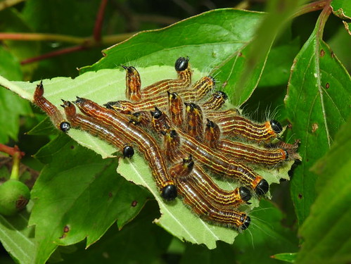 caterpillars larvae