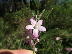 Eriostemon australasius flower NC5
