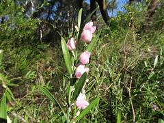 Eriostemon australasius flower NC1