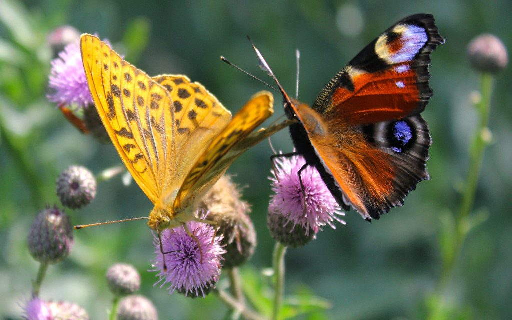 Russian Federation, Nature of Moscow parks. The beautiful Butterflies on the Flowers of Thistle in the city Park near 