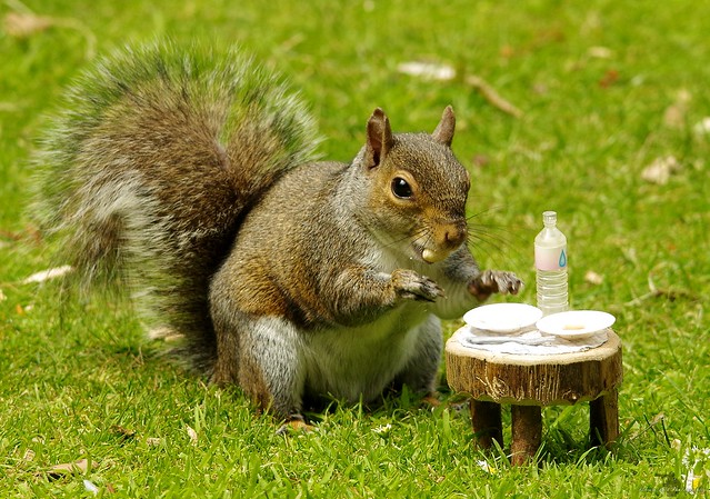 grey squirrel with picnic table  (2)