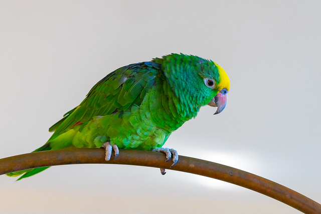 Parrot (X86_3724-1)