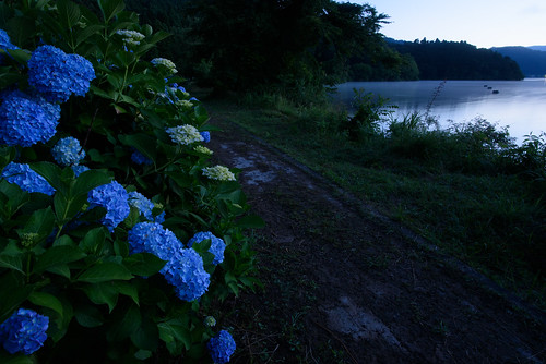 長浜市 滋賀県 japan lake 湖 余呉湖 日の出 sunrise flower