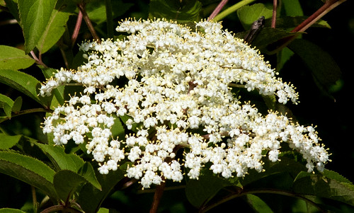 wildflower michigan elderberry